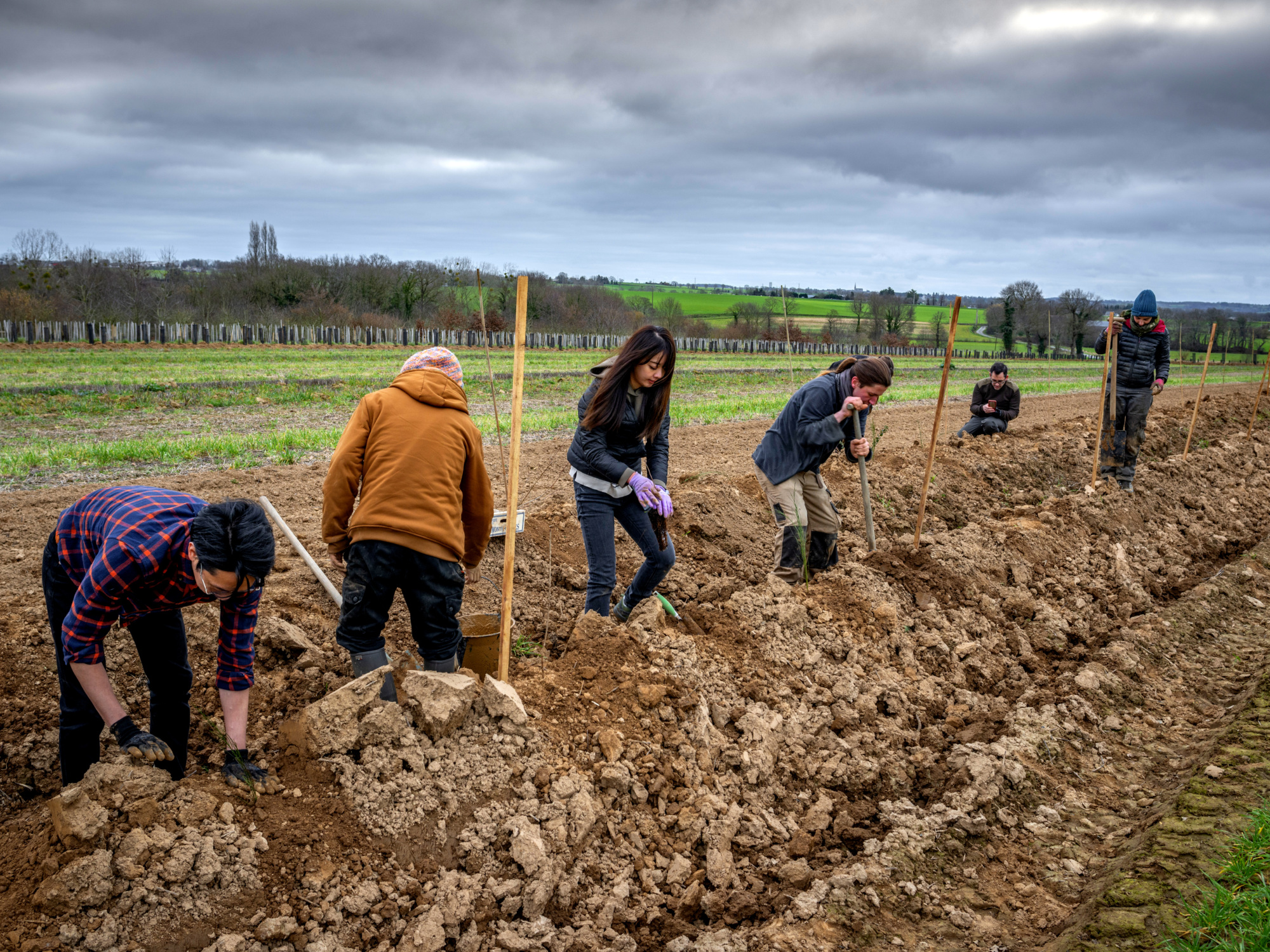 Planting of hedgerows