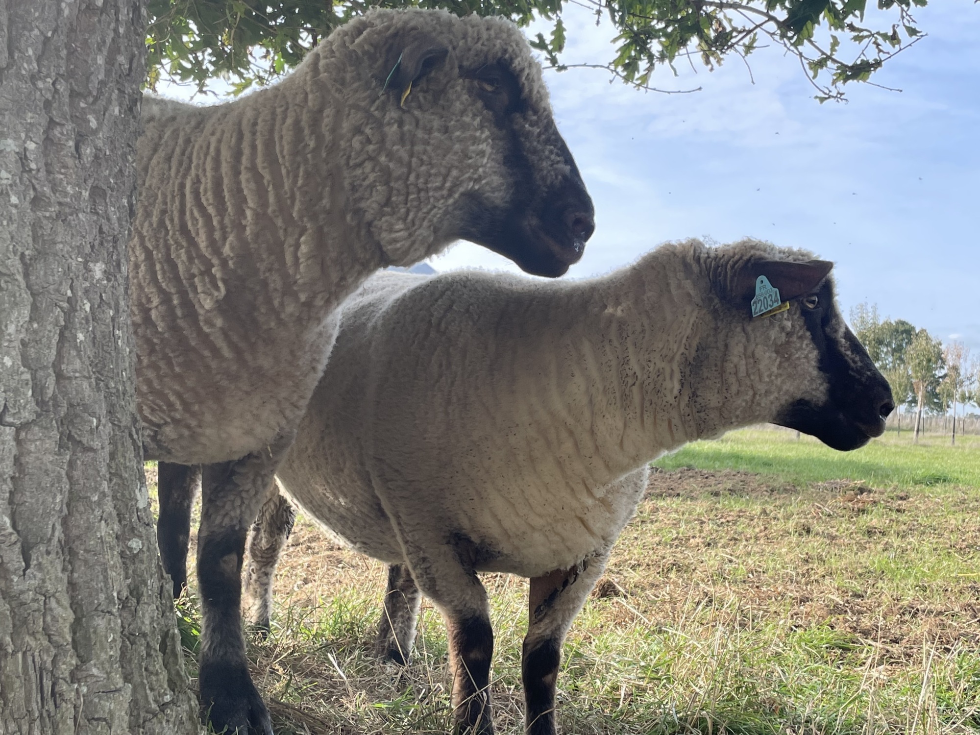 Sheep