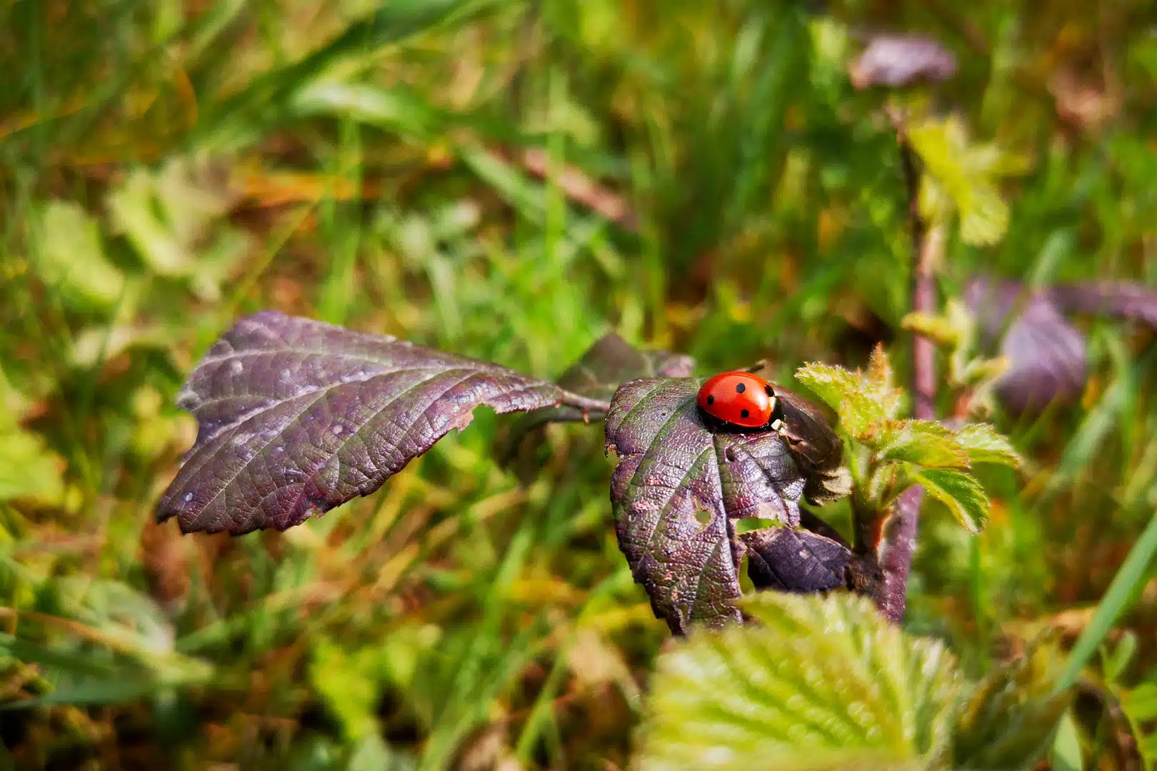 Fauna survey on the Villime estate